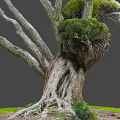 Majestic Wooden Tree Trunk Featuring Exposed Roots And Lush Green Ferns On Grassy Ground