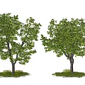 arbor maple street tree deciduous maple 3d model