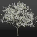 Blooming Arbor with White Blossoms and Slender Trunk Against Gray Background 3d model