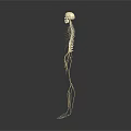 Anatomical Human Organ And Hair Structure Detailed 3D Medical Model