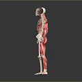 Detailed 3D Human Anatomy Illustration Featuring Muscular System And Skeleton Structure