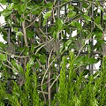 Bonsai Potted Plant With Climbing Vines Grid Structure And Green Ferns