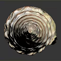 Aquatic Animal Conch Spiral Shell Featuring Red And White Stripes Displayed On Gray Background