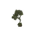 Artistic Bonsai Tree With Curved Trunk And Lush Green Foliage