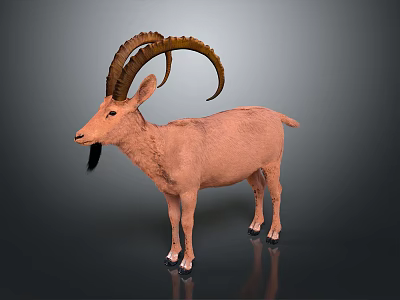bighorn sheep bighorn antelope canadian argali sheep sheep goat ram 3d model