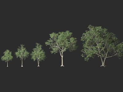 Multiple Arbor Trees In Different Sizes With Green Foliage And Natural Trunks 3d model
