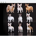 Multiple French Bulldogs In Various Colors Standing On Black Background With Reflections