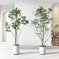 Potted Bonsai Trees in White Ceramic Pots for Modern Room with Archway and Firewood Stack