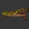 Green and Brown Grasshopper with Red Legs on Gray Reflective Surface 3d model