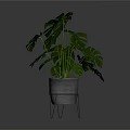 Monstera Plant with Large Green Leaves in Concrete Pot on Metal Stand