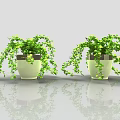 Two Potted Bonsai Plants with Trailing Green Vines in Light Colored Pots on Glossy Surface