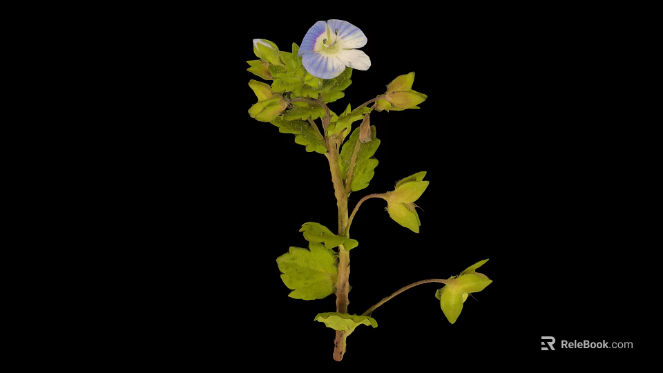 Vibrant Plant With Blue Flower And Green Leaves Against Black Background 3d model 