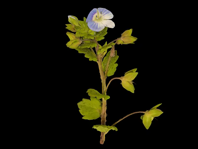 Vibrant Plant With Blue Flower And Green Leaves Against Black Background 3d model