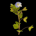 Vibrant Plant With Blue Flower And Green Leaves Against Black Background