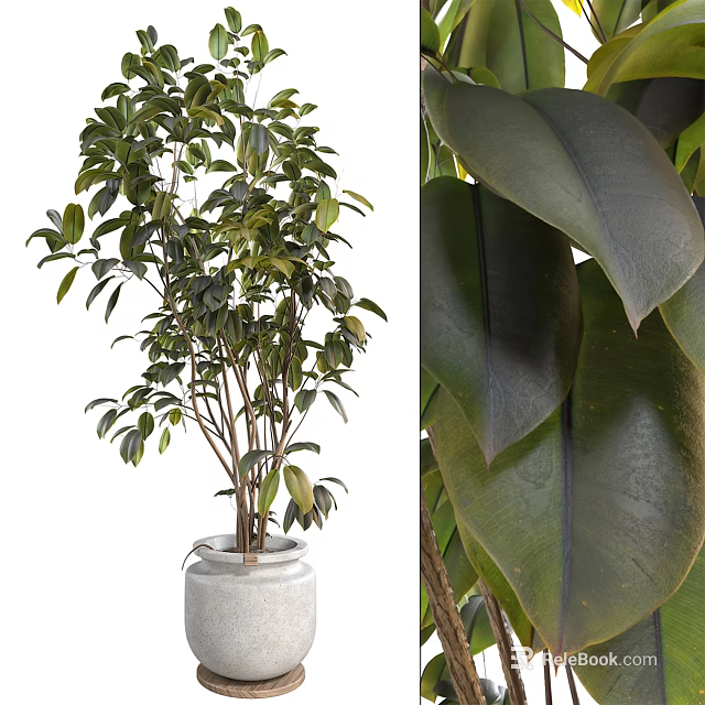 Lush Bonsai Plant Featuring Multiple Branches Thick Glossy Green Leaves In White Pot 3d model 