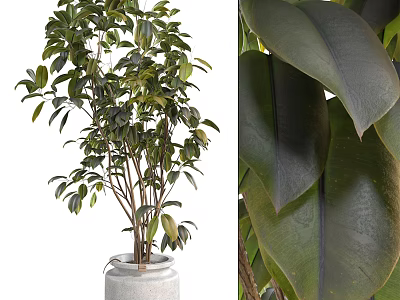 Lush Bonsai Plant Featuring Multiple Branches Thick Glossy Green Leaves In White Pot 3d model