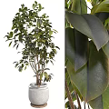 Lush Bonsai Plant Featuring Multiple Branches Thick Glossy Green Leaves In White Pot
