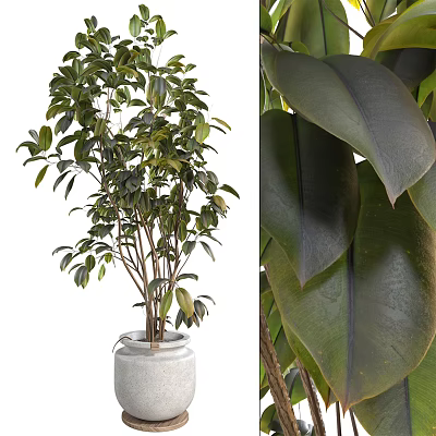 Lush Bonsai Plant Featuring Multiple Branches Thick Glossy Green Leaves In White Pot 3d model