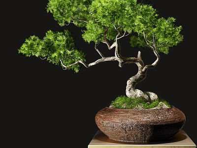 Bonsai Plant With Curved Trunk And Lush Green Leaves In Ceramic Pot 3d model
