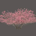 Lush Vibrant Arbor With Pink Blossoms On Branches Against White Background
