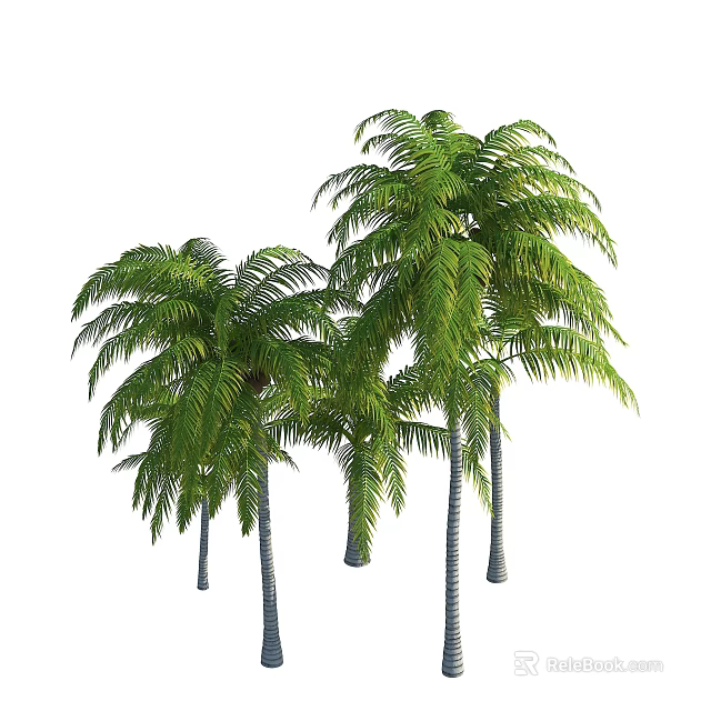 Tall Healthy Palm Trees With Lush Green Fronds And Straight Trunks 3d model 
