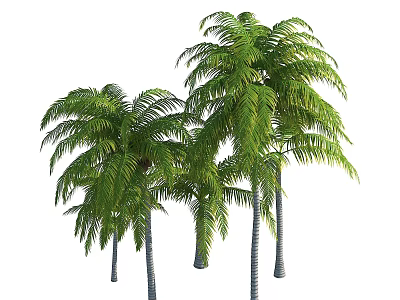 Tall Healthy Palm Trees With Lush Green Fronds And Straight Trunks 3d model