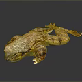 Brown and Yellow Toad With Textured Skin Lying On Dark Reflective Surface 3d model