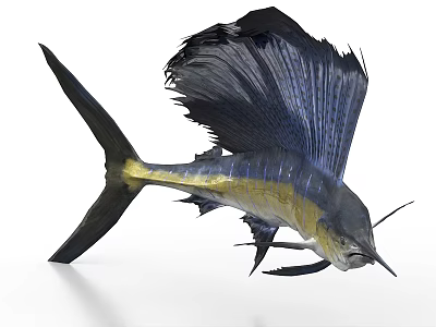 Sailfish With Large Dorsal Fin Blue And Yellow Coloration And Long Bill 3d model