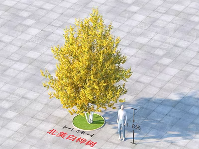 Yellow Leaf North American White Birch Tree on Circular Lawn and Paved Ground 3d model