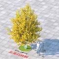 Yellow Leaf North American White Birch Tree on Circular Lawn and Paved Ground