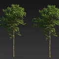 Two Slender Trunk Trees With Lush Green Leaves Against Gray Background 3d model