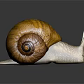 Detailed View of Snail with Brown Yellow Shell Striped Body on Dark Background with Reflection