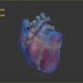 Heart Heart Human Heart Heart Anatomical Organs Human Organs Human Body 3d model