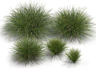 Green Ornamental Grass Clumps in Various Sizes for Garden Landscaping Design 3d model