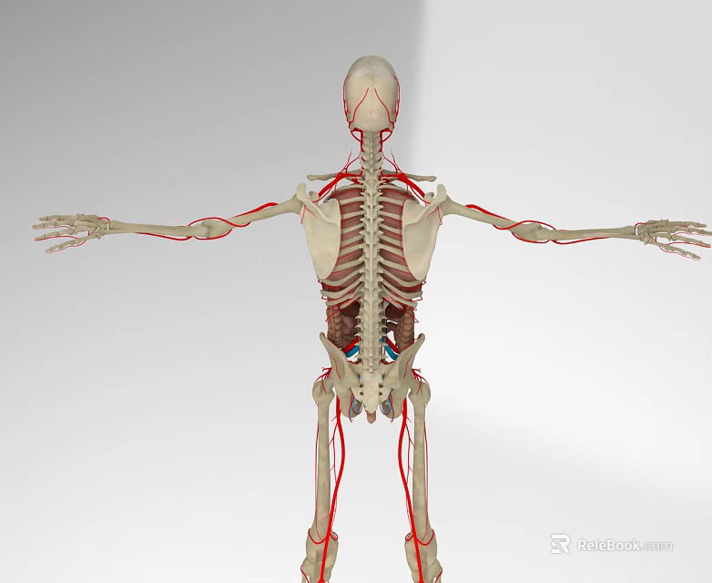 Human Head Organs Anatomical Model with Full Body Skeleton and Red Blood Vessels 3d model 