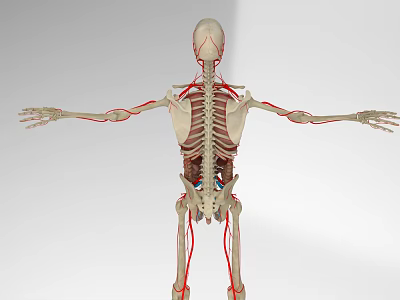 Human Head Organs Anatomical Model with Full Body Skeleton and Red Blood Vessels 3d model