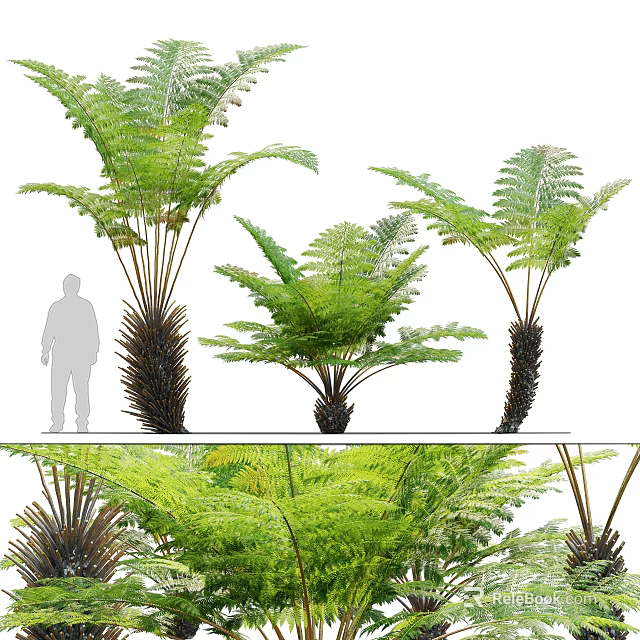 Various Sizes of Fern Plants with Lush Green Fronds for Home Decoration 3d model 