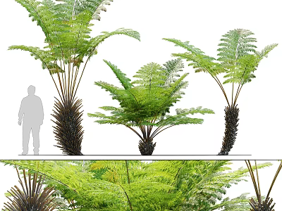 Various Sizes of Fern Plants with Lush Green Fronds for Home Decoration 3d model