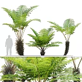 Various Sizes of Fern Plants with Lush Green Fronds for Home Decoration