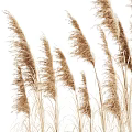 Tall Brown Reed Grass Plants With Feathery Tops Isolated On White Background