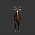 Brown Antelope with Long Curved Horns and White Face Standing on Gray Background with Reflection
