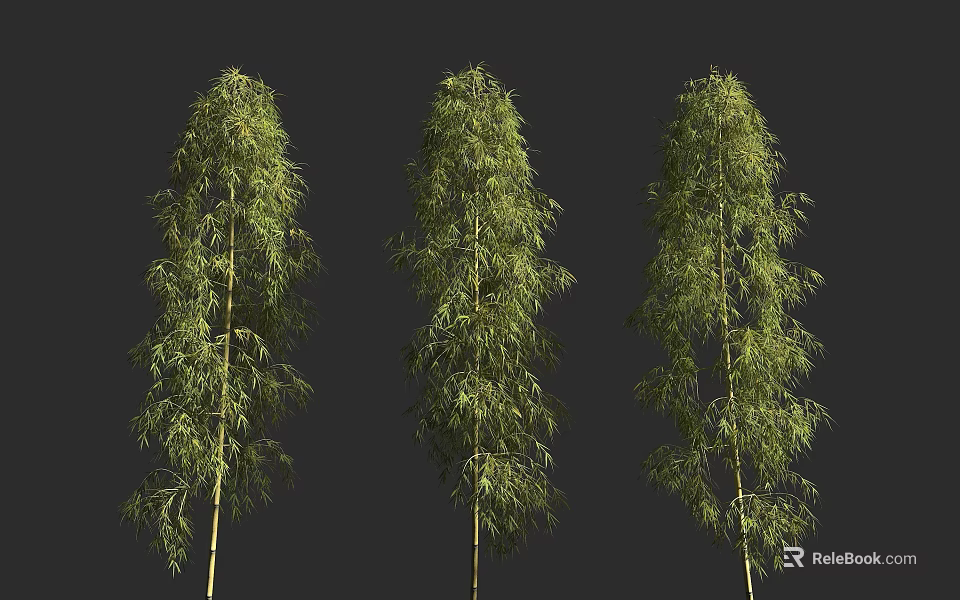 Three Lush Bamboo Trees With Green Leaves And Long Slender Stems 3d model 