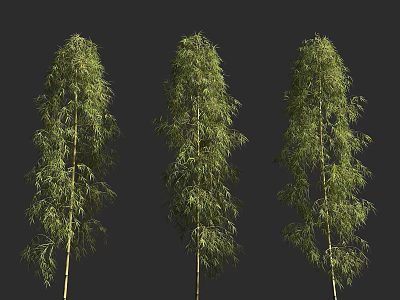 Three Lush Bamboo Trees With Green Leaves And Long Slender Stems 3d model
