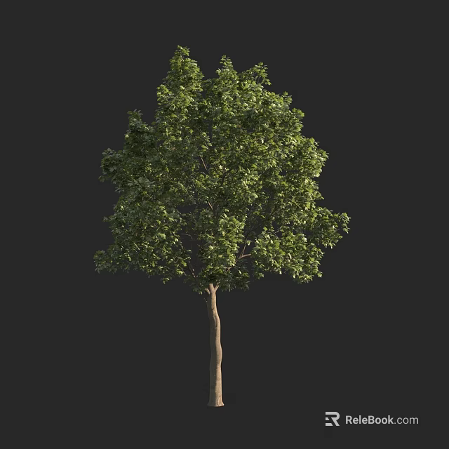 Lush Green Deciduous Tree With Dense Foliage And Straight Trunk 3d model