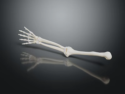 Human Arm Skeleton Model Showing Detailed Bone Structure On Black Background 3d model