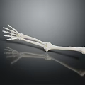 Human Arm Skeleton Model Showing Detailed Bone Structure On Black Background 3d model