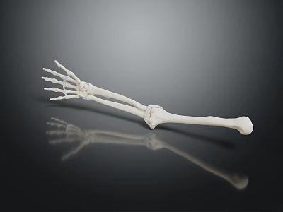 Human Arm Skeleton Model Showing Detailed Bone Structure On Black Background 3d model