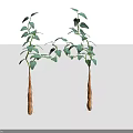 Green Leafy Vining Plants With Brown Roots Twisted Together On White Background 3d model