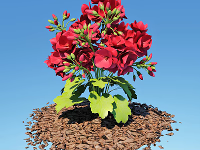 Vibrant Red Flowers With Green Leaves On Brown Mulch Against Blue Sky 3d model