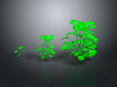 Three Vibrant Green Plants of Different Sizes on Dark Reflective Surface 3d model